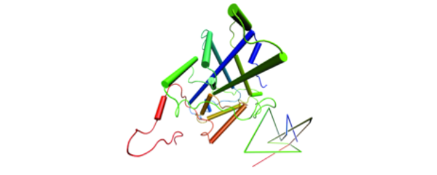 Knotted protein Knotted protein